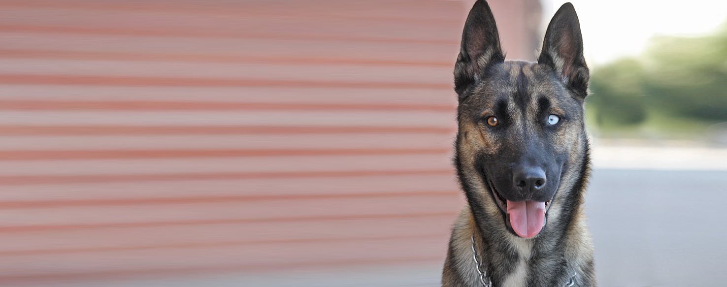 Belgian malinois hot sale siberian husky mix